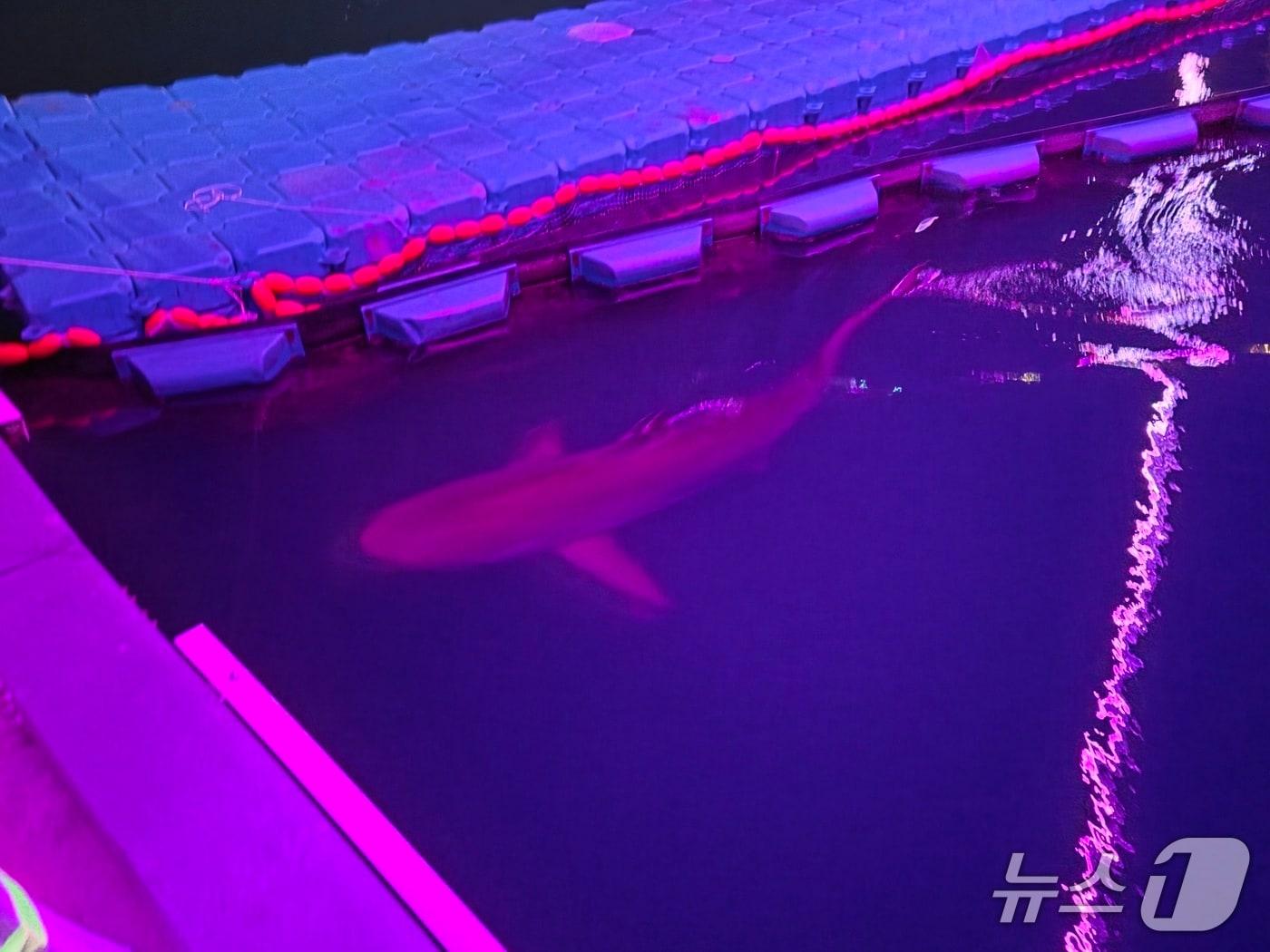 본문 이미지 - 21일 오후 10시 30분쯤 부산 동구 북항친수공원 인공수로 출구 바깥쪽에서 흑상어 '부캉이'가 유영하고 있다. 부캉이는 이날 9시간에 걸친 외해 유도작업 끝에 수로를 벗어났지만, 밤늦게까지 출구 주변에 머물고 있는 것으로 확인됐다. 2026.10.21 @뉴스1 임순택 기자