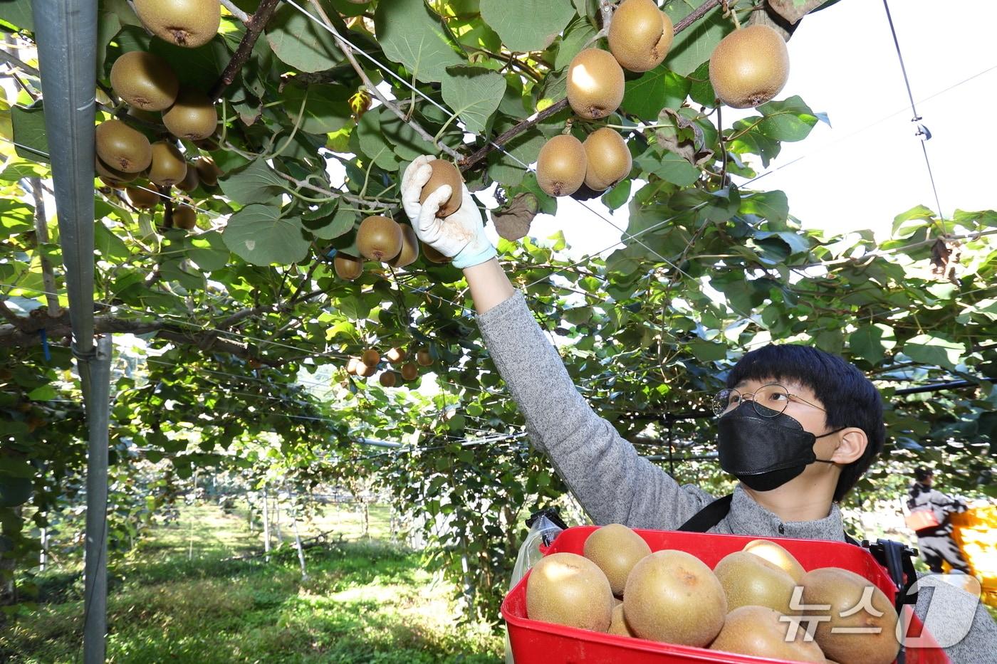 본문 이미지 - 농진청은 국산 골드키위의 품질 편차를 줄이고 균일한 맛을 유지하기 위한 수확 기준을 제시했다고 22일 밝혔다.(농진청 제공, 재판매 및 DB금지)2026.10.22/뉴스1