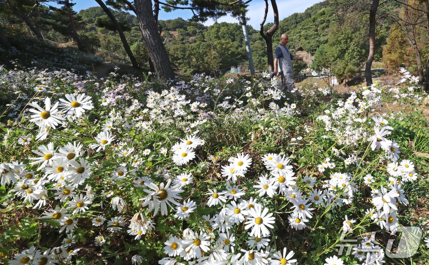본문 이미지 - 청명한 가을 날씨를 보인 23일 세종시 영평사에 구철초가 사찰 주변에 만개해 있다. 2026.10.23 ⓒ 뉴스1 김기남 기자