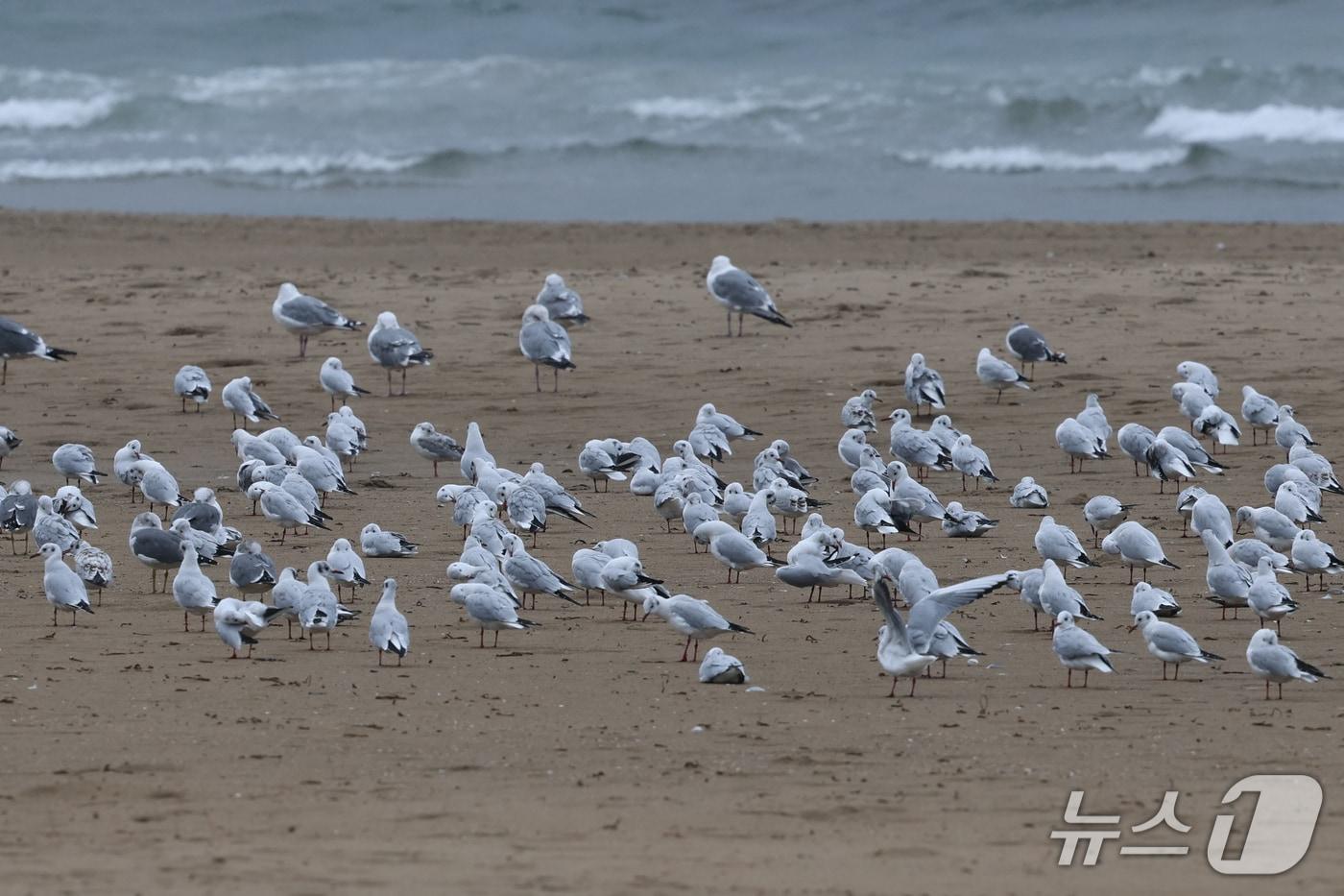 본문 이미지 - 25일 경북 포항시 북구 영일대해수욕장 백사장에 갈매기들이 비바람을 피해 앉아있다. 2026.10.25 ⓒ 뉴스1 최창호 기자