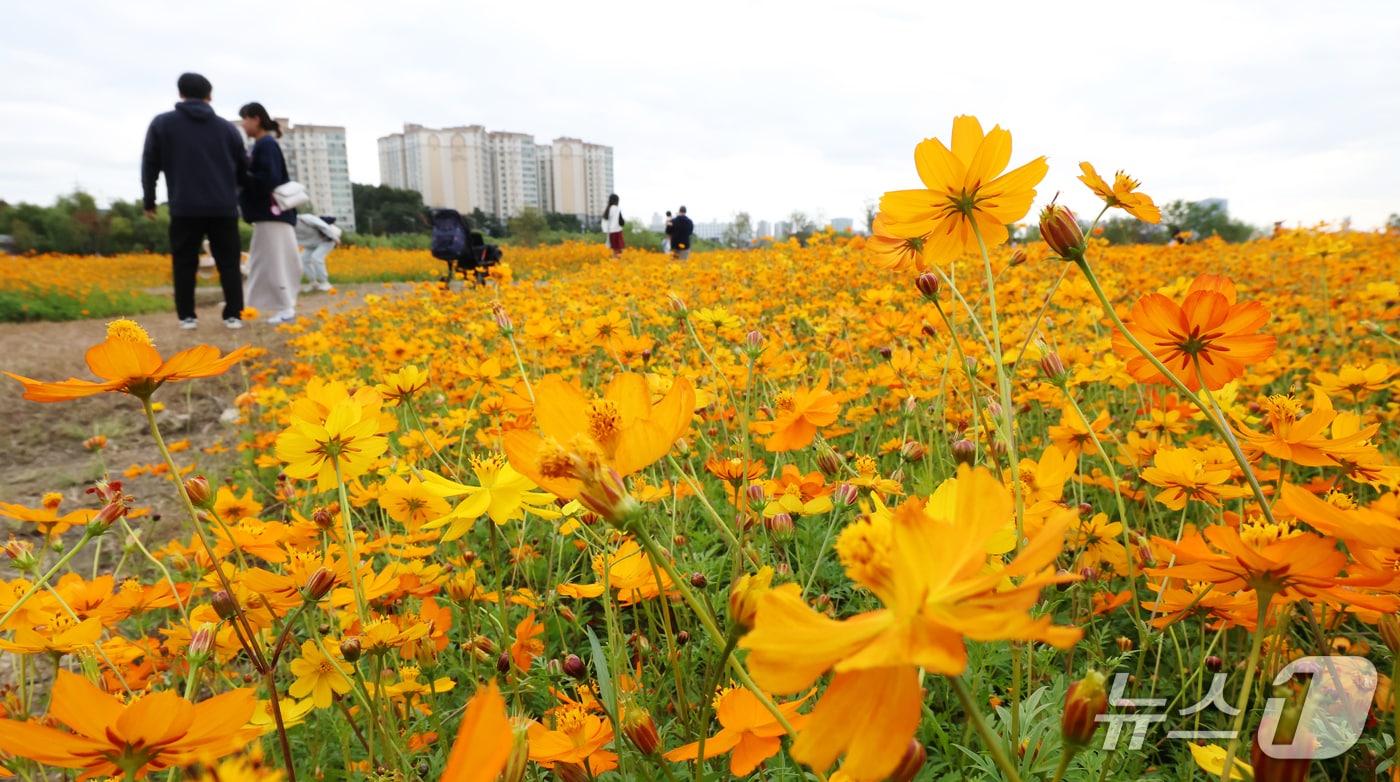 본문 이미지 - 26일 경기 용인시 기흥구 기흥호수공원에 산책을 나온 시민들이 만개한 황화코스모스를 바라보며 가을 정취를 느끼고 있다. 2026.10.26 ⓒ 뉴스1 김영운 기자