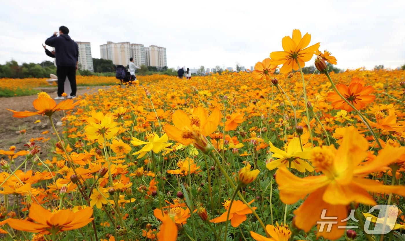 본문 이미지 - 26일 경기 용인시 기흥구 기흥호수공원에 산책을 나온 시민들이 만개한 황화코스모스를 바라보며 가을 정취를 느끼고 있다. ⓒ 뉴스1 김영운 기자