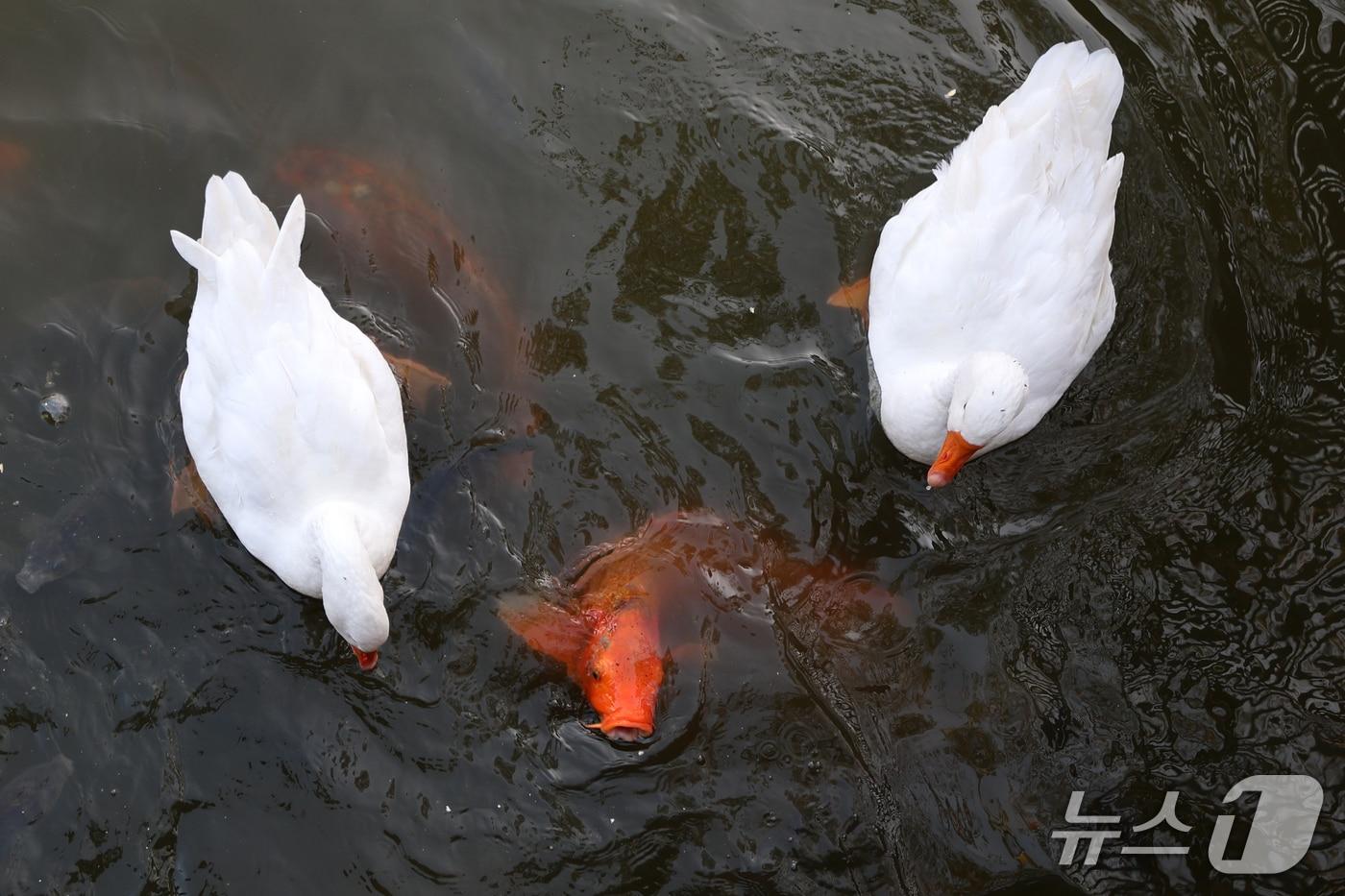 본문 이미지 - 27일 오전 경북 포항시 남구 지곡동에 있는 영일대 호수에서 아침 산책 나온 시민이 던져준 먹잇감을 먹고 있던 거위가 잉어들이 무리지어 나타나자 자리를 비켜주고 있다. ⓒ 뉴스1 최창호 기자