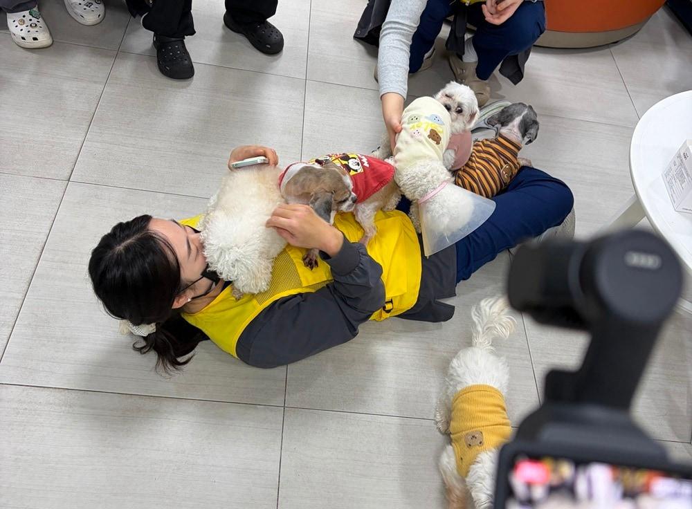 본문 이미지 - 본동물의료센터 의료진이 보호동물들과 교감하고 있다(본동물의료센터 제공). ⓒ 뉴스1