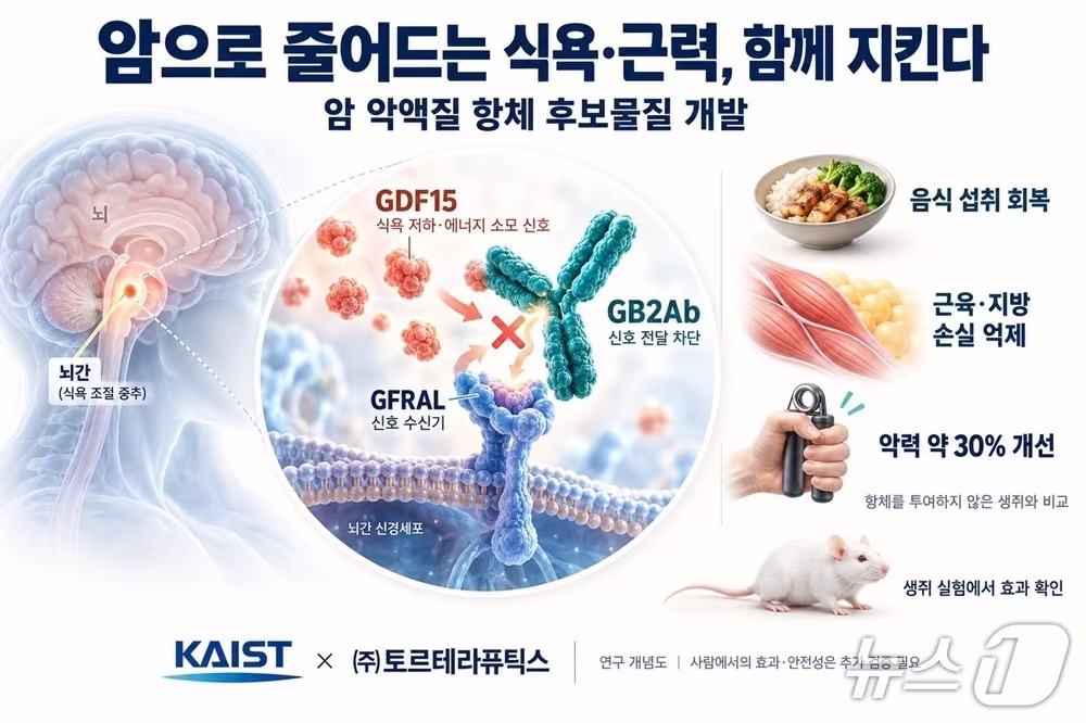 본문 이미지 - 암 악액질 완화 항체 후보물질 개발 연구 이미지(AI 생성·KAIST 제공) /뉴스1