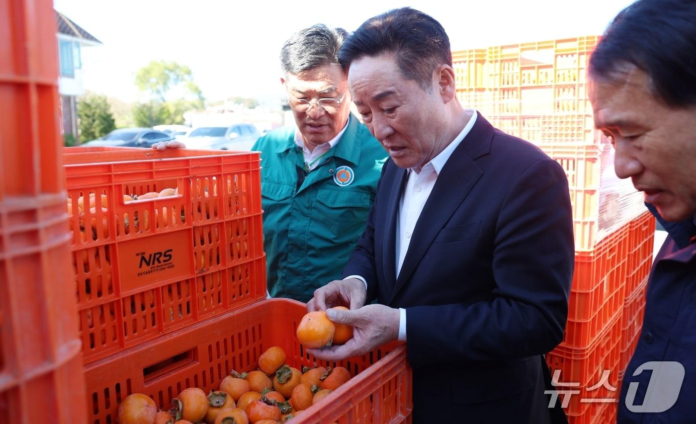 본문 이미지 - 박권현 청도군수가 청도반시 출하장을 찾아 반시 소과 상태를 살펴보고 있다.(청도군 제공. 재판매 및 DB 금지)