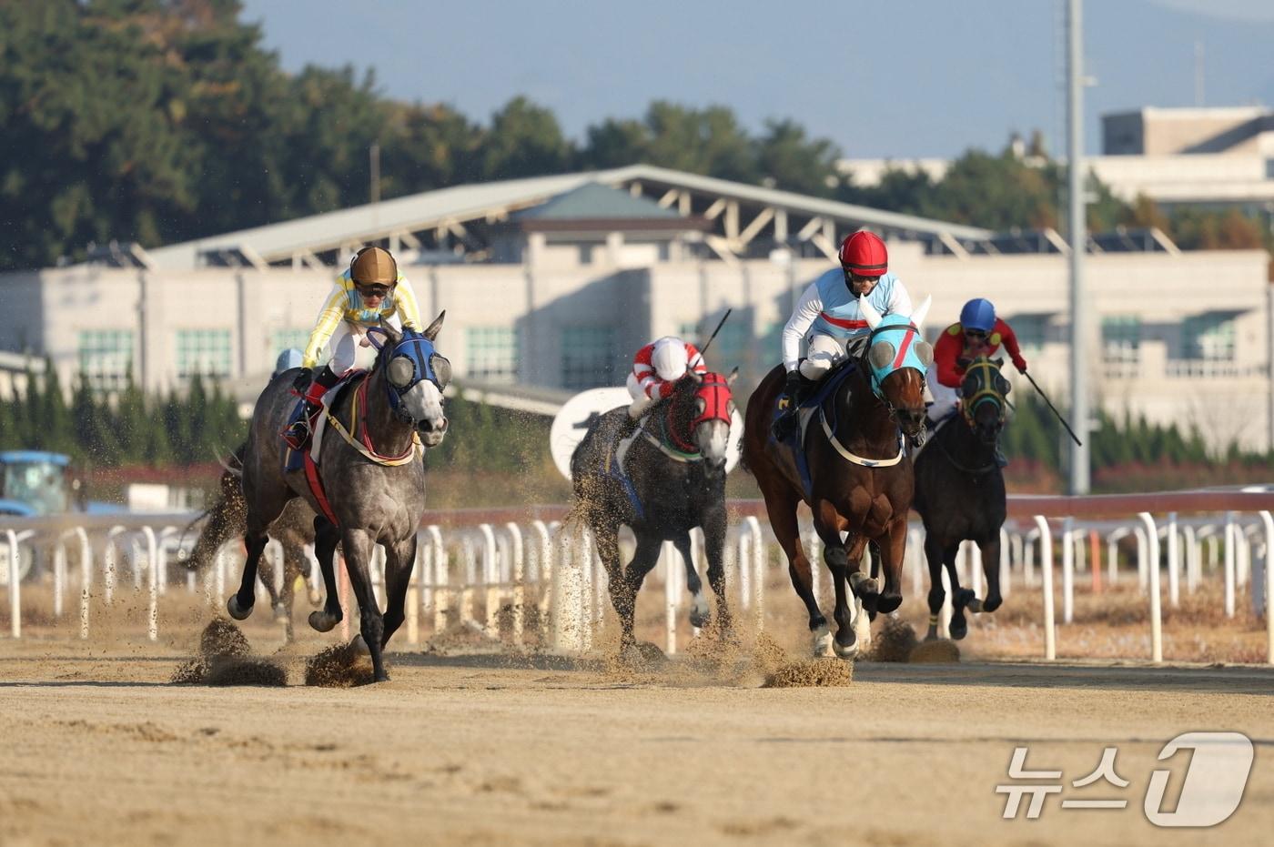 본문 이미지 - 2025년 브리더스컵 퀸 경주 장면.(한국마사회 영남지역본부 제공. 재판매 및 DB금지)