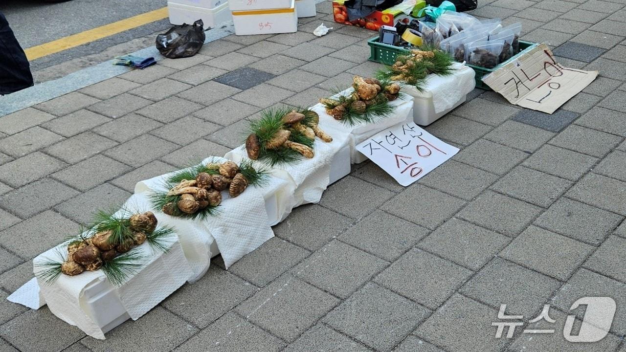 본문 이미지 - 국립농산물품질관리원 경북지원이 원산지 표시 단속 과정에서 적발한 중국산 송이버섯 위장 판매 현장.(국립농산물품질관리원 경북지원 제공. 재판매 및 DB 금지)