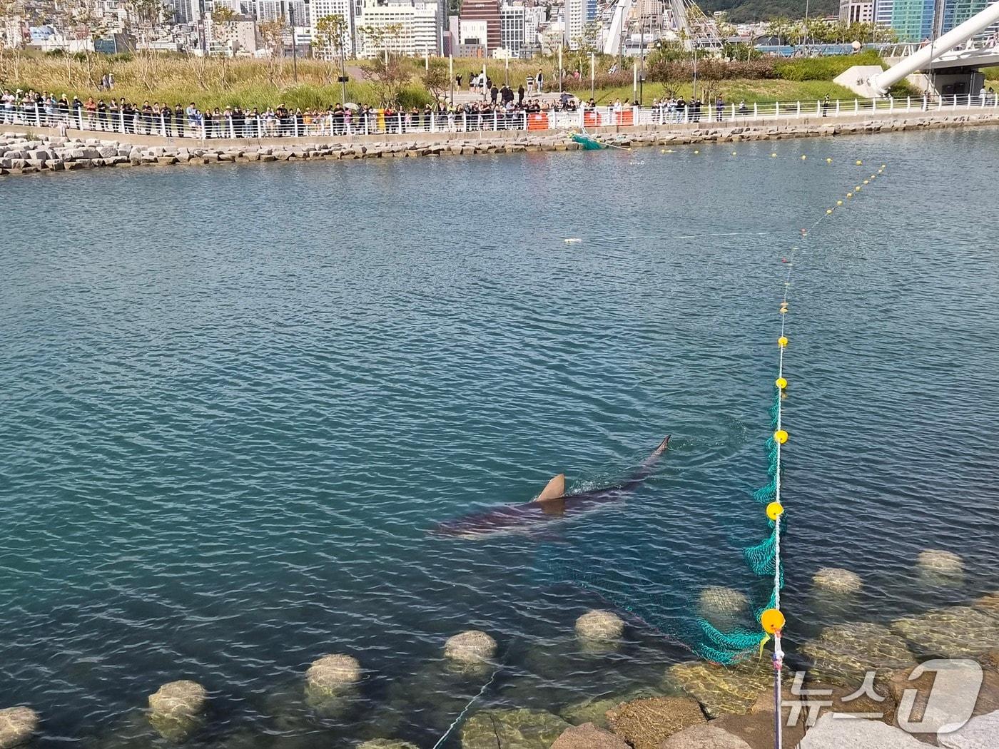 본문 이미지 - '부캉이'를 보려는 시민들로 붐빈 3일 오전 부산 북항친수공원. 2026.10.3뉴스1 ⓒ News1 임순택 기자