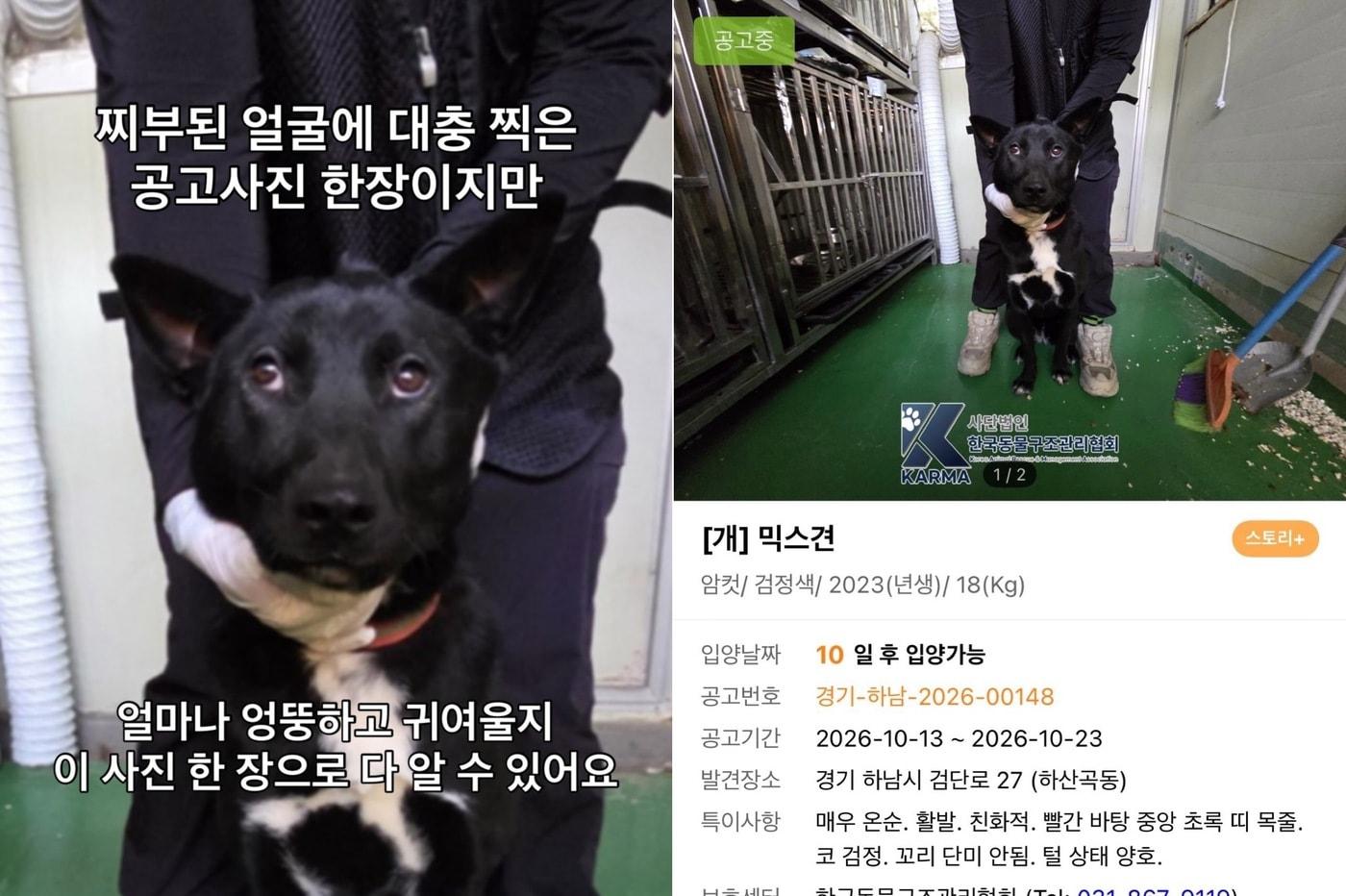 본문 이미지 - 경기 하남에서 구조된 후 입양을 기다리는 '젤리'(인스타그램 hanam_shelter 갈무리) ⓒ 뉴스1