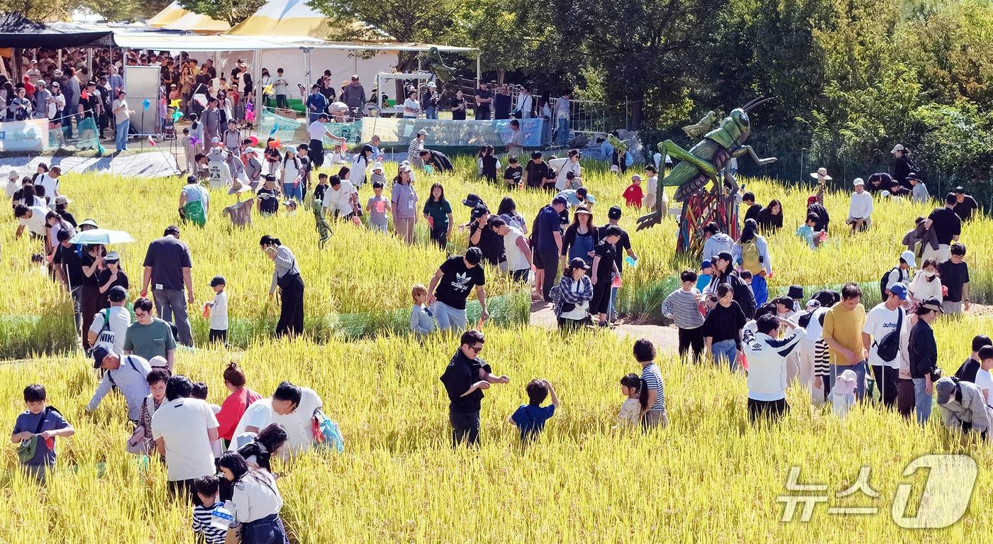 본문 이미지 - 4일 오후 개천절 연휴를 맞아 고산자연휴양림 일원에서 열린 '제14회 완주와일드&로컬푸드축제'를 찾은 방문객들이 황금들판에서 메뚜기 잡기 체험을 즐기고 있다.  (완주군 제공. 재판매 및 DB 금지) 2026.10.4 ⓒ 뉴스1
