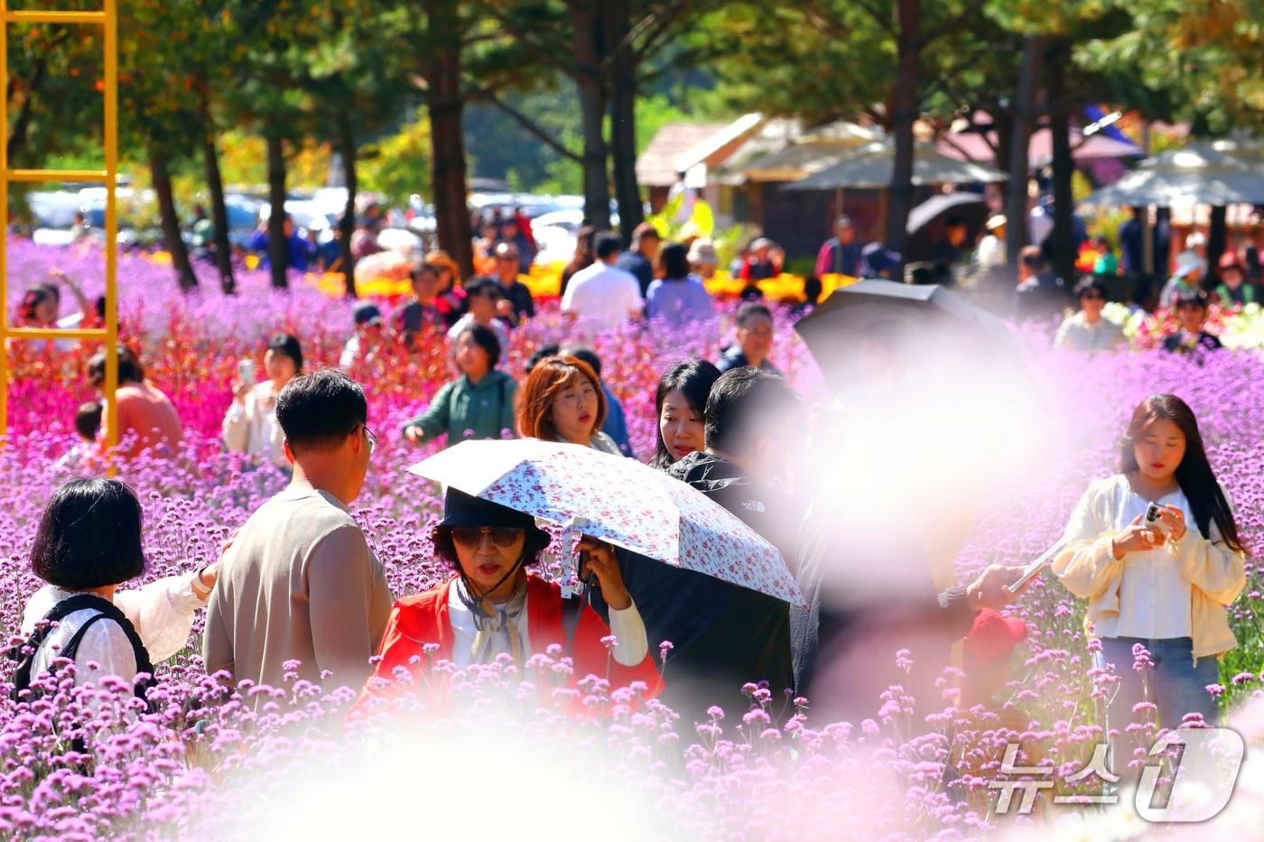 본문 이미지 - 4일 강원 인제군 북면 용대관광지 일원에서 '2026 인제 가을꽃축제'가 열리고 있다. 이 축제는 이달 11일까지 이어진다. (인제군 제공. 재판매 및 DB금지) 2026.10.4 ⓒ 뉴스1