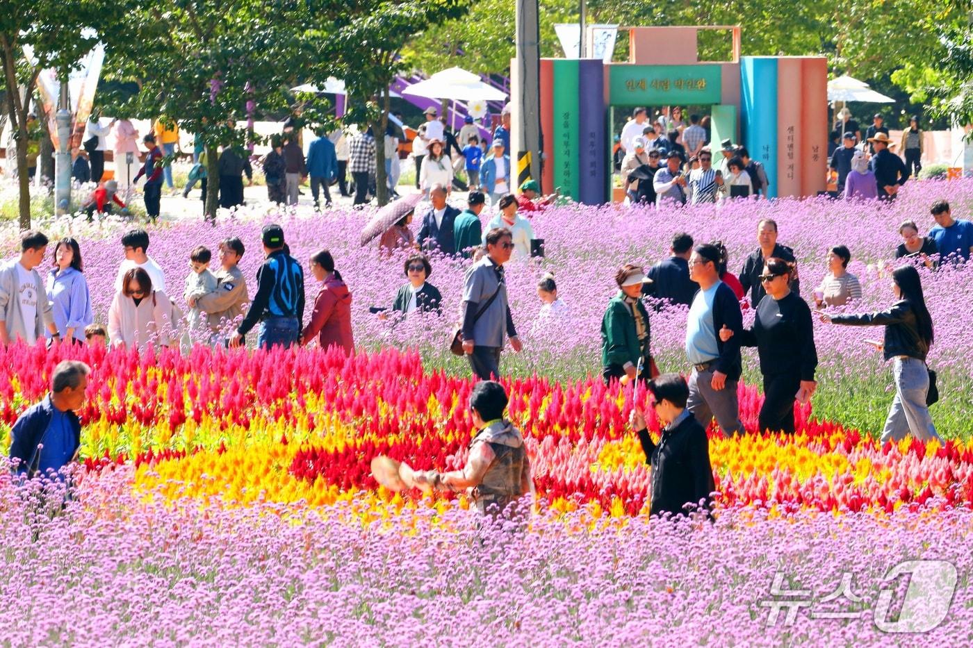 본문 이미지 - 강원 인제군 북면 용대관광지 일원에서 '2026 인제 가을꽃축제'가 열리고 있다. 이 축제는 이달 18일까지 이어진다. (뉴스1 자료사진)