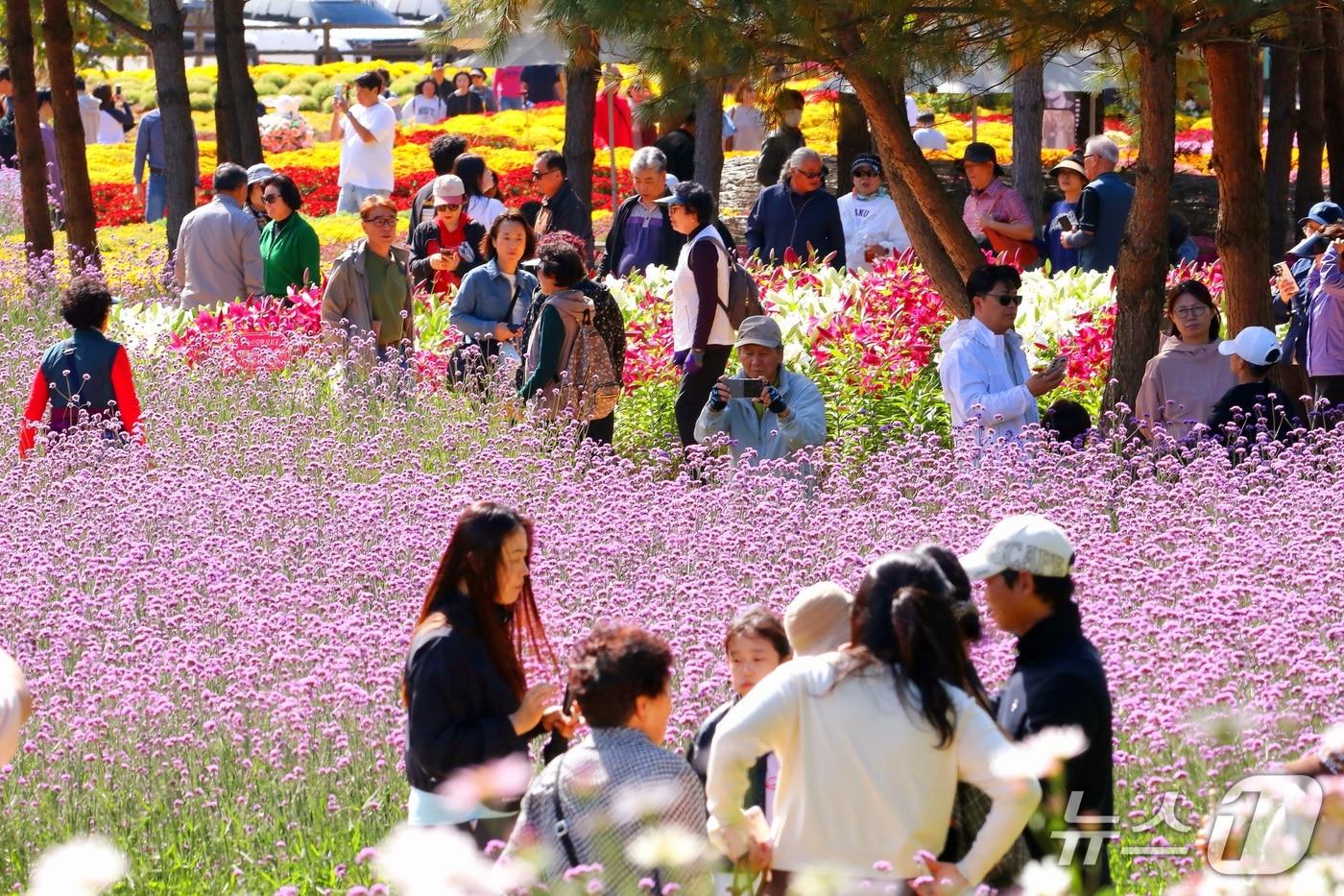 본문 이미지 - 4일 강원 인제군 북면 용대관광지 일원에서  '2026 인제 가을꽃축제'가 열리고 있다. 이 축제는 이달 11일까지 이어진다. (인제군 제공. 재판매 및 DB금지) ⓒ 뉴스1 신관호 기자