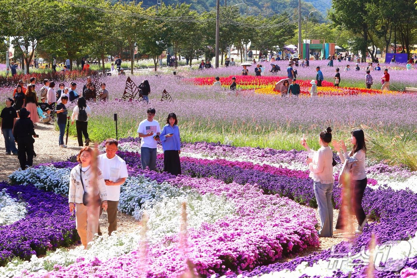 본문 이미지 - 지난 4일 강원 인제군 북면 용대관광지 일원에서 '2026 인제 가을꽃축제'가 열리고 있다. (인제군 제공. 재판매 및 DB금지) 2026.10.4  ／뉴스1 