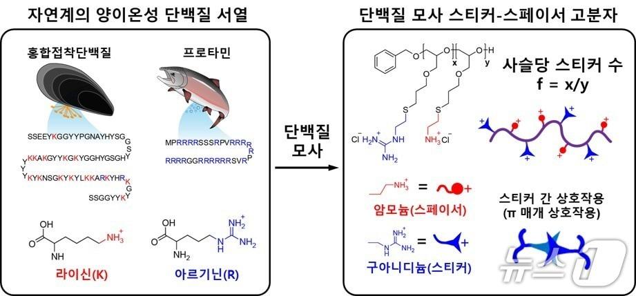 본문 이미지 - 단백질의 결합 특성을 본뜬 스티커-스페이서 고분자 모형.(UNIST 제공. 재판매 및 DB 금지)/뉴스1