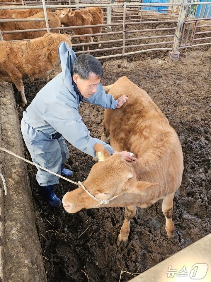 본문 이미지 -  경기 가평군 한 축산 농가에서 소 상태를 확인하고 있다.(가평군 제공. 재판매 및 DB 금지)/뉴스1
