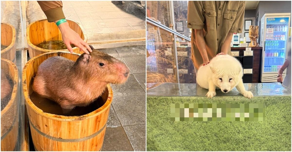 본문 이미지 - 전신 탈모 증상을 보이는 카피바라를 만지고 있는 관람객의 모습(왼쪽)과 사전 교육계획에 기재되지 않은 만지기 체험에 이용되고 있는 북극여우(동물자유연대 제공) ⓒ 뉴스1