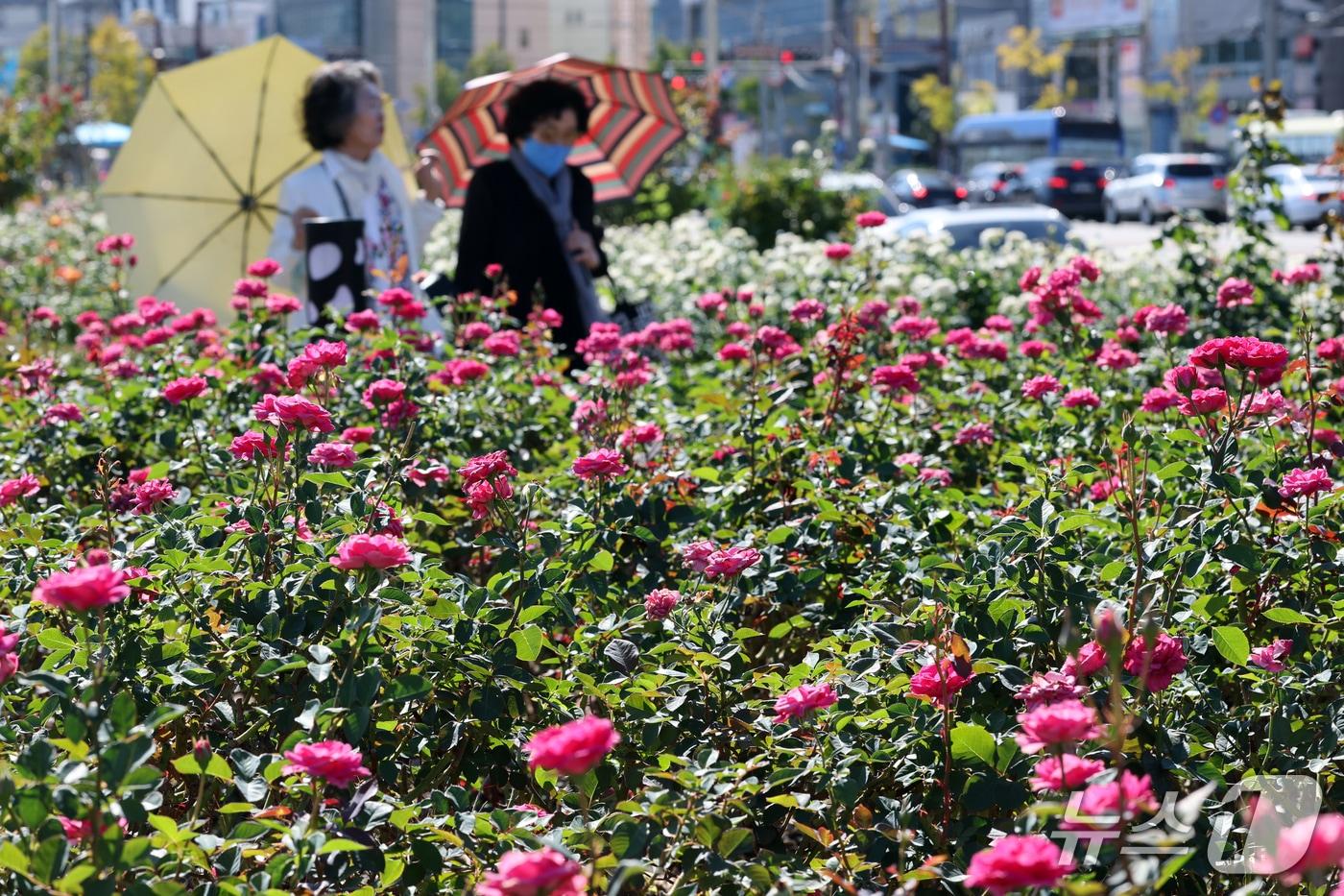 본문 이미지 - 6일 오후 경북 포항시 북구 영일대해수욕장 장미원에서 장미꽃이 꽃망울을 활짝 터뜨리고 있다.2026.10.6 ⓒ 뉴스1 최창호 기자