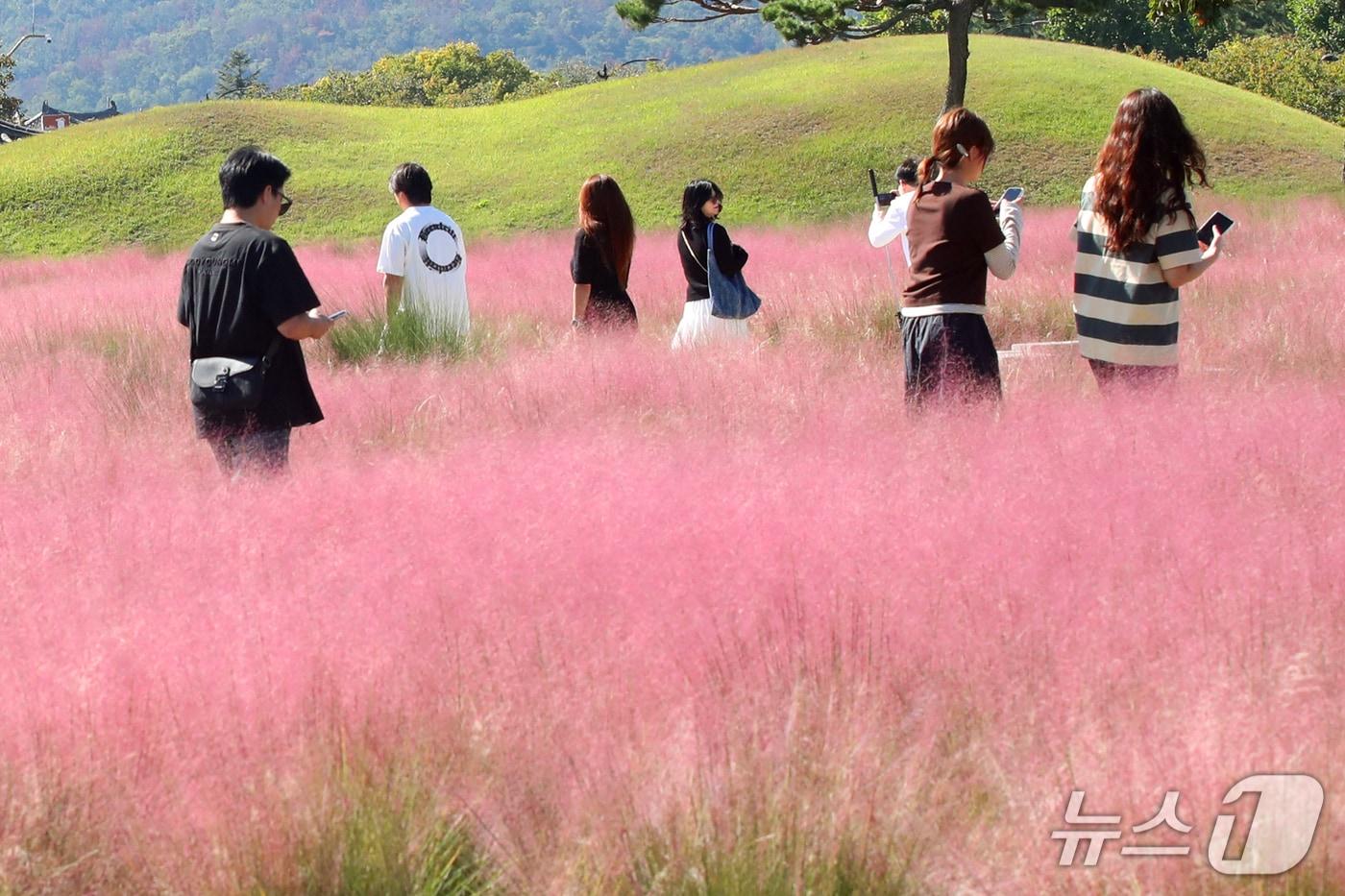 본문 이미지 - 6일 오후 경북 경주시 첨성대 인근 동부사적지에서 관광객들이 핑크뮬리길을 따라 걸어가고 있다. 2026.10.6 ⓒ 뉴스1 최창호 기자