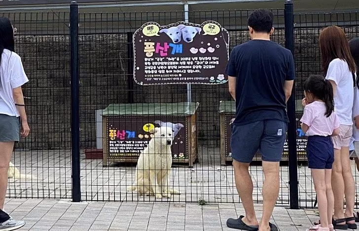 본문 이미지 - 북한에서 선물 받은 곰이가 낳은 금강(여름)이 강원 고성 통일전망대에서 전시되던 모습(동물자유연대 제공) ⓒ 뉴스1
