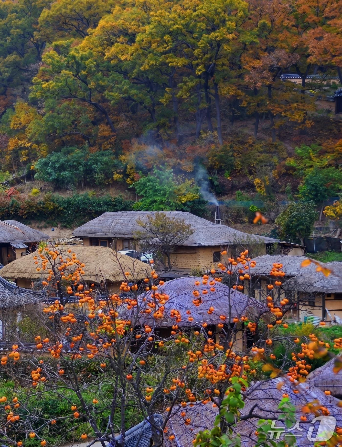 본문 이미지 - 유네스코 세계문화유산인 경주 양동마을에서는 초가와 기와집 사이로 이어지는 토담길을 따라 걸어볼 만하다.사진은 경주 양동마을 가을 정취 (경북문화관광공사 제공. 재판매 및 DB 금지)/뉴스1