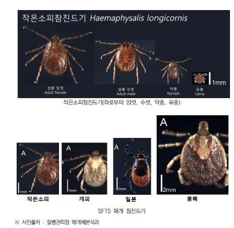 본문 이미지 - 작은소피참진드기./뉴스1 