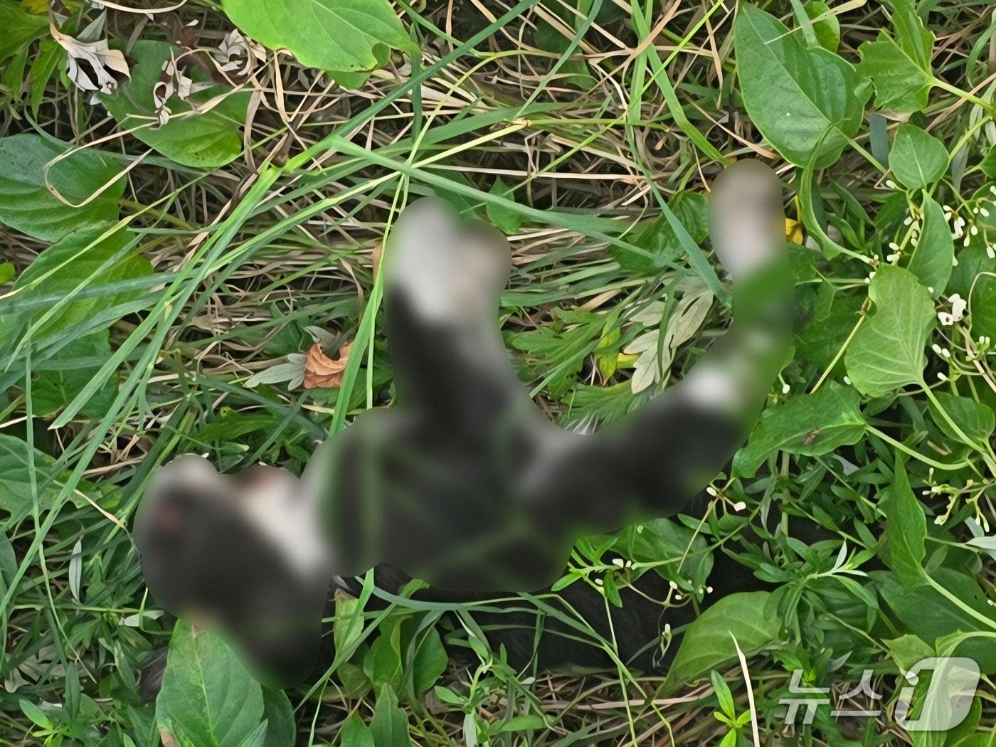 본문 이미지 - 울산에서 새끼 고양이 5마리가 숨진 채 발견된 모습.(개·고양이 구조단체 '캣독' 제공. 재판매 및 DB 금지)/뉴스1