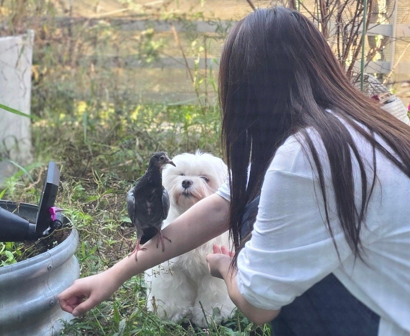 본문 이미지 - 장은서 씨가 반려견과 함께 구조한 비둘기를 살펴보고 있다(굿모닝펫동물병원 제공). ⓒ 뉴스1