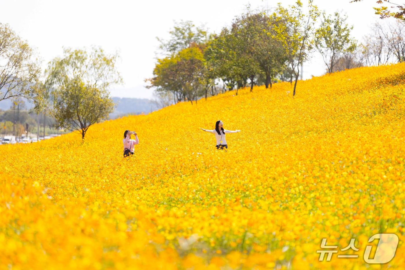 본문 이미지 -  영산강정원이 축제 기간에 맞춰 억만송이 코스모스를 비롯해 댑싸리와 백일홍, 해바라기, 메밀 등 다양한 가을꽃이 방문객들을 맞이하고 있다. .(나주시 제공, 재배포 및 DB 금지)2026.10.8