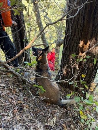 본문 이미지 - 인제 매봉산 실종자 발견한 강원 119 구조견 '단디'.(강원도소방본부 제공. 재판매 및 DB 금지)/뉴스1