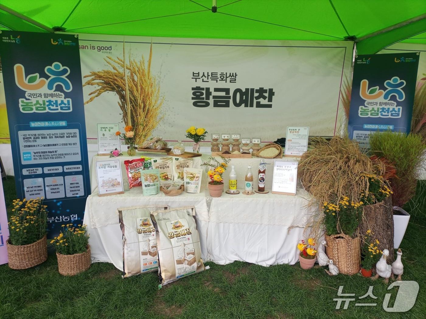 본문 이미지 - 부산 토종 벼 '황금예찬'.(부산시 제공. 재판매 및 DB금지)