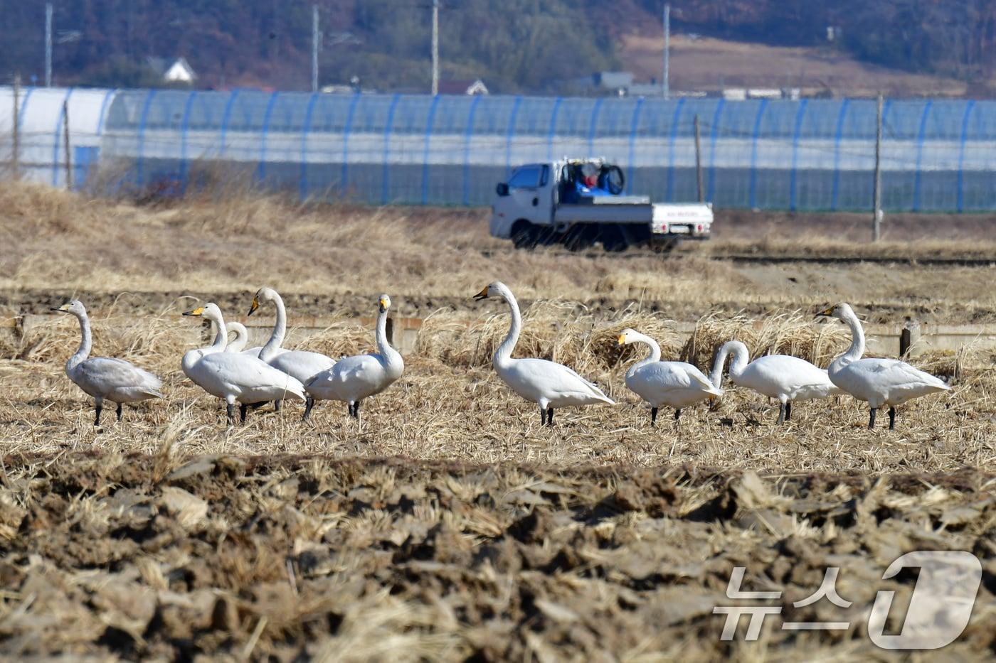 본문 이미지 - 1일 천연기념물 201-2호이자 멸종위기종인 큰고니 무리가 경북 포항시 북구 흥해읍 들녘에서 쉬고 있다. 2026.2.1/뉴스1 ⓒ News1 최창호 기자