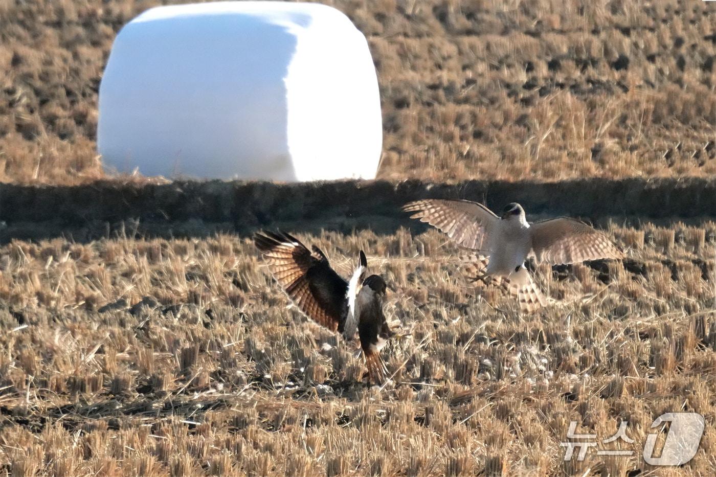 본문 이미지 - 지난달 16일 울주군 온양읍 동상리 들녘에서 말똥가리(왼쪽)가 참매를 위협하고 있다. (윤기득 사진작가 촬영, 울산시 제공. 재판매 및 DB 금지) /뉴스1