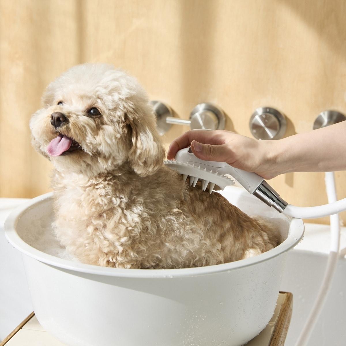 본문 이미지 - 자주는 반려동물 신제품을 출시했다고 10일 밝혔다.(신세계까사 제공)