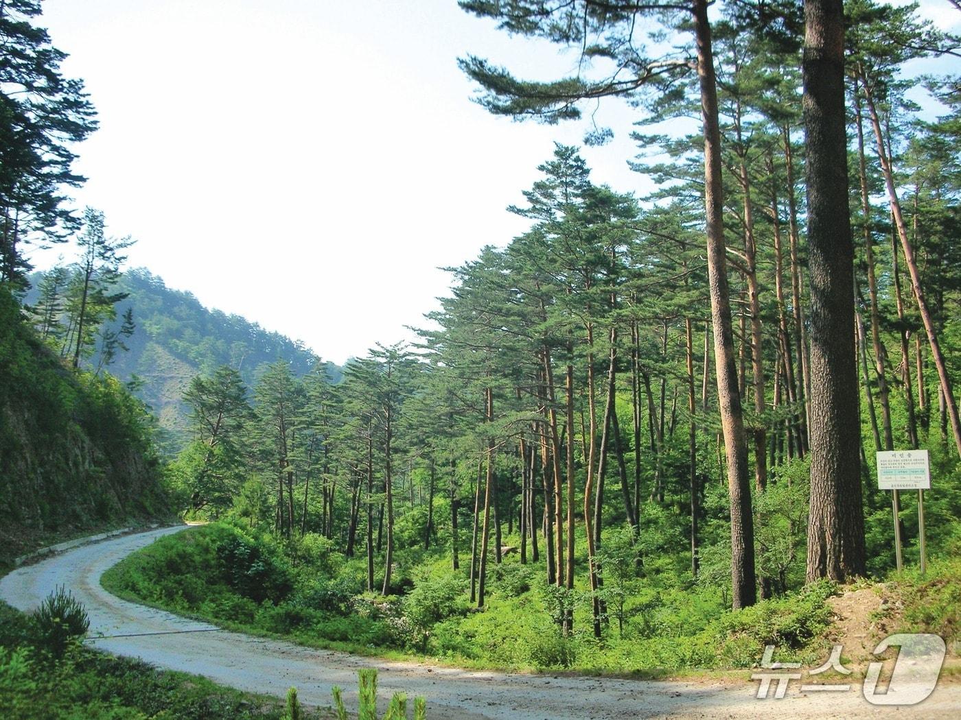 본문 이미지 - 경상북도 울진군 금강송면 소광리 임도(산림청 제공.재판매 및 DB금지)/뉴스1