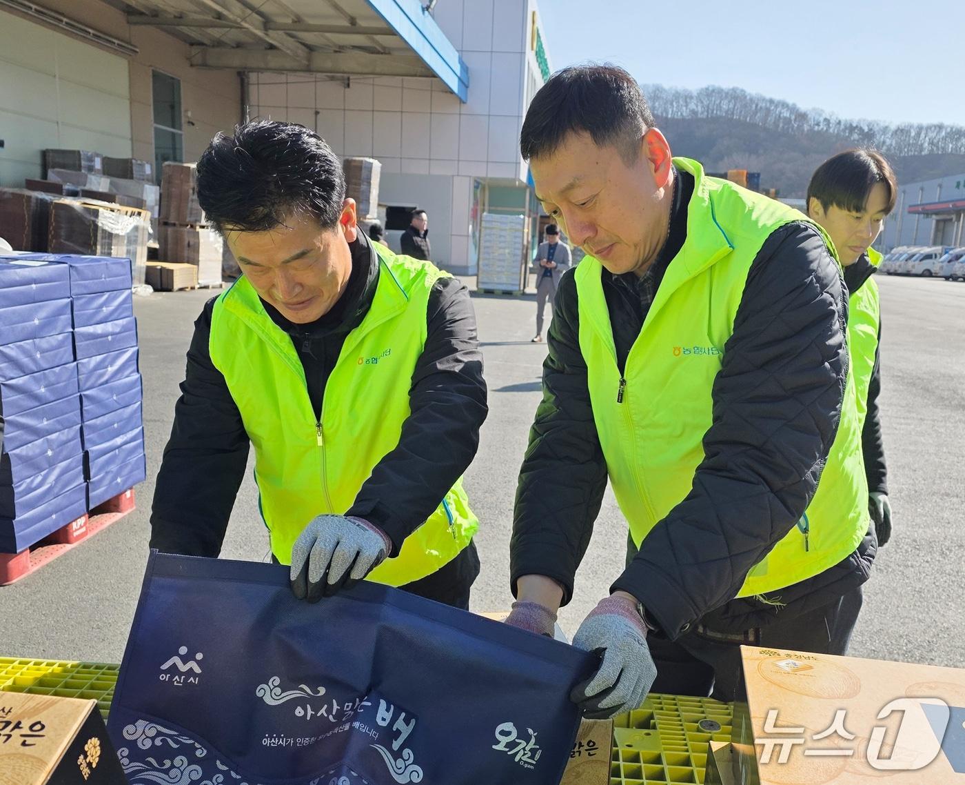 본문 이미지 - 농협충남세종농협 아산원예농협 산지유통센터 일손돕기 현장. (충남세종농협 제공, 재판매 및 DB금지) / 뉴스1