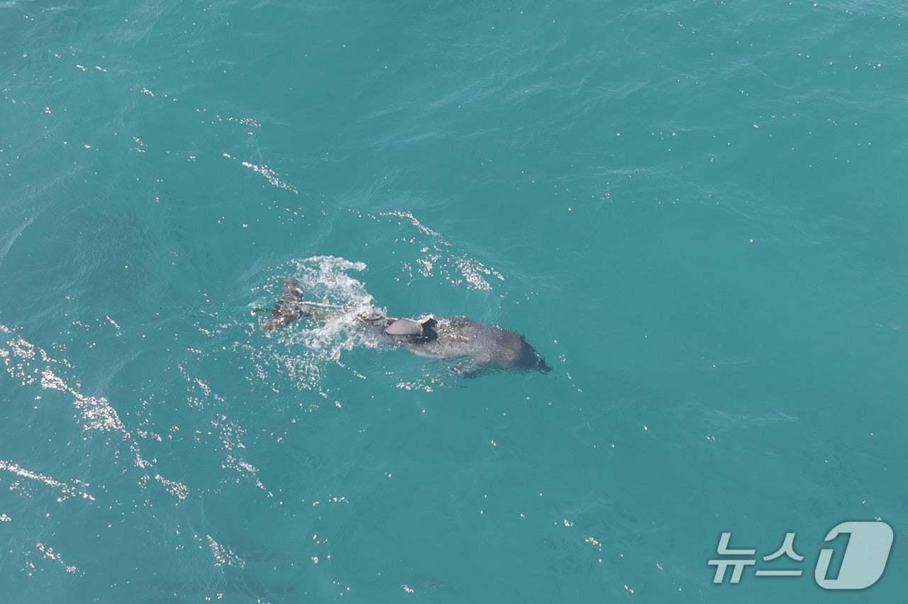 본문 이미지 - 폐어구에 지느러미가 잘린 남방큰돌고래(다큐제주 제공. 재판매 및 DB금지)/뉴스1