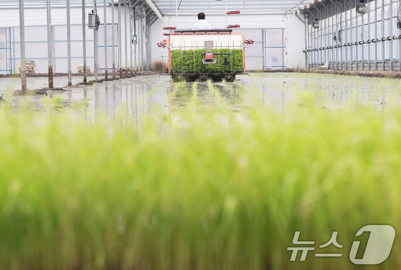 본문 이미지 - 비닐하우스 논 모내기 자료사진