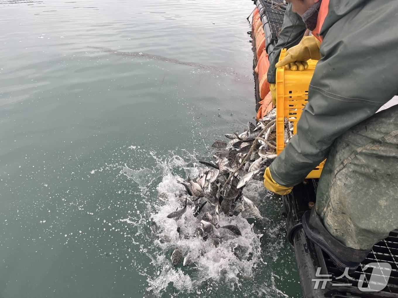 본문 이미지 - 저수온 특보가 경보 단계로 상향되면서 고흥군이 10일 득량만 해역에 감성돔 52만 마리를 긴급 방류하고 있다. (고흥군 제공. 재판매 및 DB금지)