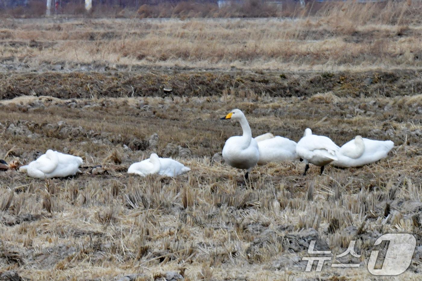 본문 이미지 - 추위가 한발짝 물러간 10일 오후 경북 포항시 북구 흥해읍 들녘에서 천연기념물 201-2호인 큰고니 무리가 한가로이 낮잠을 즐기고 있다. 2026.2.10 ⓒ 뉴스1 최창호 기자