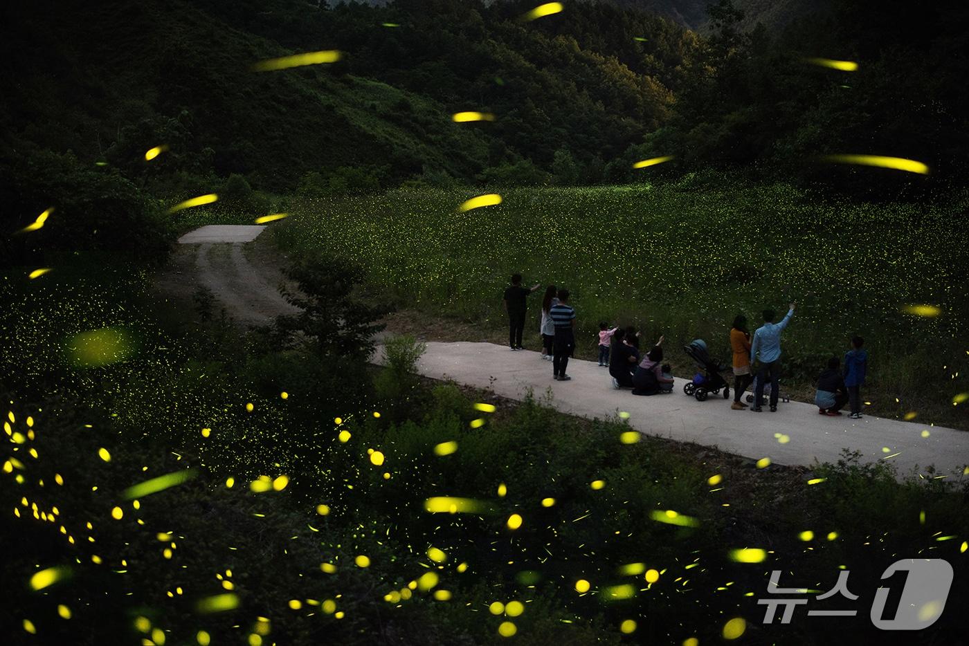 본문 이미지 - 무주군 반딧불이 신비탐사.(무주군 제공. 재판매 및 DB 금지)