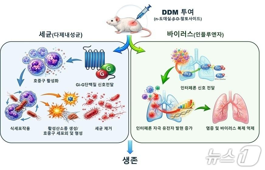 본문 이미지 - DDM에 의한 선천면역 활성화와 감염 방어 기전 도식도(생명연 제공) /뉴스1