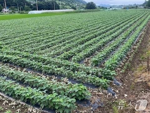 본문 이미지 - 전북 임실군 농업기술센터가 오는 3월 17일까지 읍·면 농업인 상담소를 통해 전작물(콩, 팥) 정부 보급종 신청을 받는다.(임실군제공, 재판매 및 DB금지)2026.2.11/뉴스1