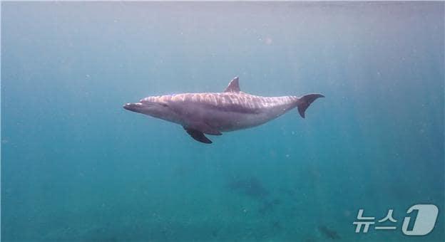 본문 이미지 - 지난달 30일 강릉항 수중에서 촬영된 남방큰돌고래 (수과원 제공. 재판매 및 DB금지)