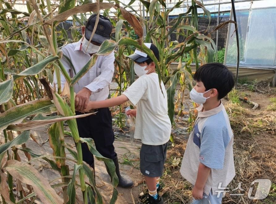 본문 이미지 - 대구농협이 대구 동구, 북구, 달성군, 경북 칠곡군에 주말농장을 분양한다. 사진은 지난해 주말농장에 참여한 어린이가 옥수수를 수확하는 모습.(대구농협 제공, 재판매 및 DB 금지)