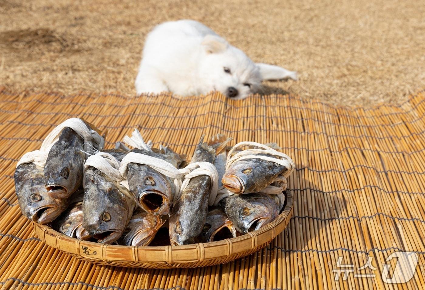 본문 이미지 - 강아지와 생선(사진 클립아트코리아) ⓒ 뉴스1