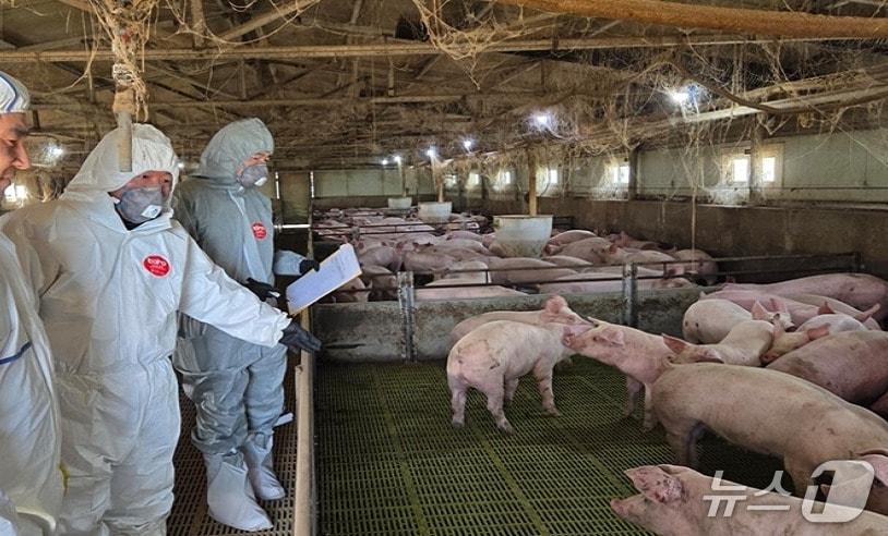 본문 이미지 - 심민령 울산보건환경연구원장이 울산의 한 돼지 농가에서 방역 실태를 점검하고 있다. (울산보건환경연구원 제공. 재판매 및 DB 금지) /뉴스1