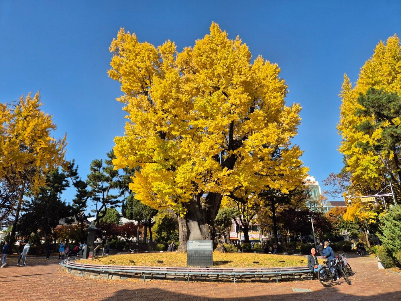 본문 이미지 - 청주 압각수(국가유산청 제공)