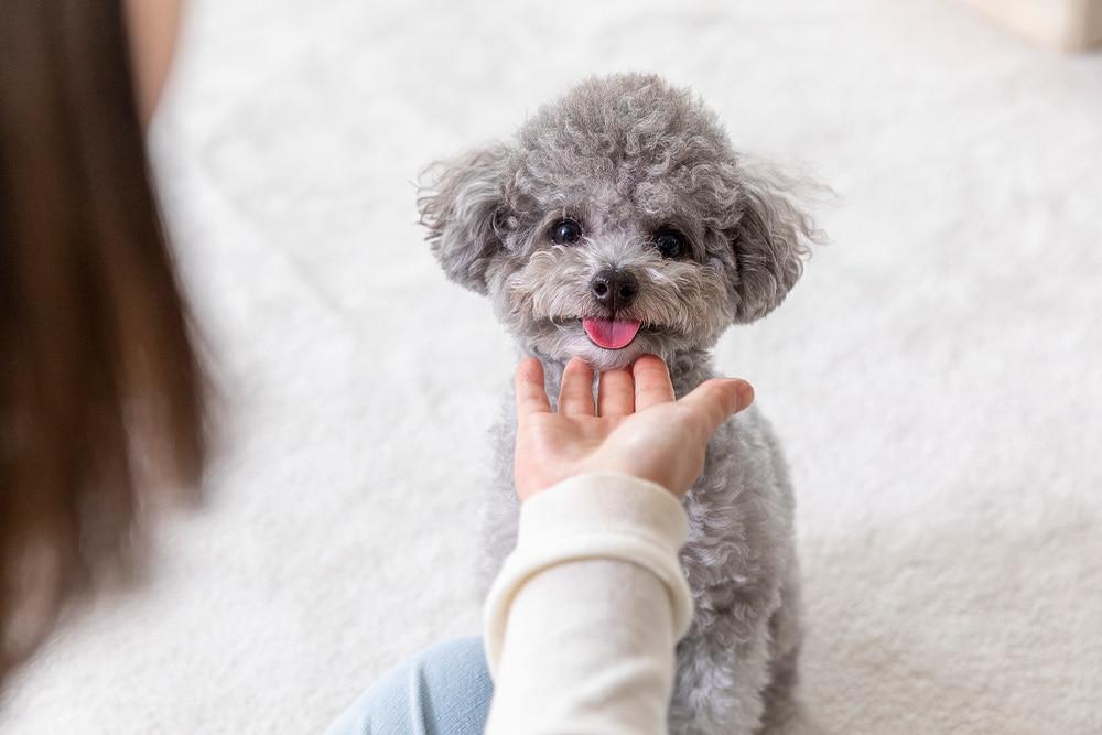 본문 이미지 - '3가구 중 1가구'가 반려동물과 함께 생활하는 것으로 나타났다(클립아트코리아). ⓒ 뉴스1